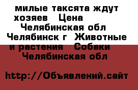 милые таксята ждут хозяев › Цена ­ 3 000 - Челябинская обл., Челябинск г. Животные и растения » Собаки   . Челябинская обл.